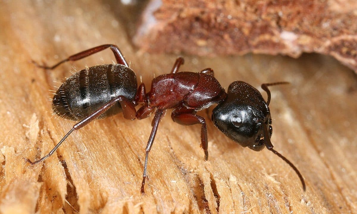 Large carpenter ant (Camponotus) with a reddish thorax and black body on wood