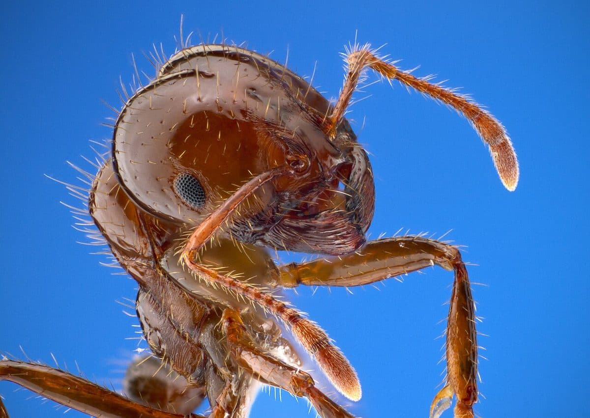 Close-up of a reddish-brown fire ant (Solenopsis invicta)