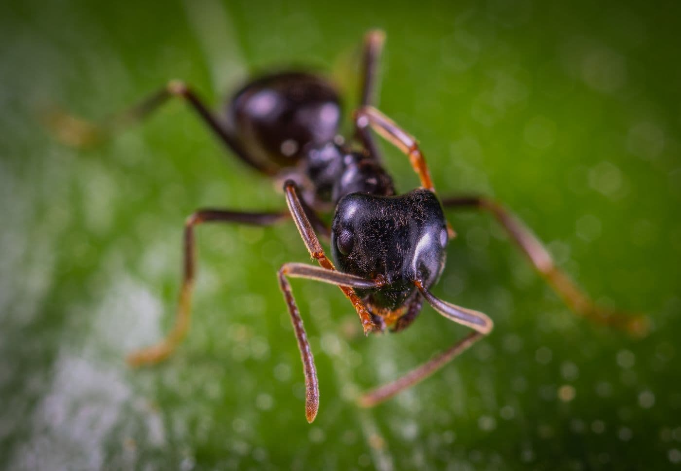 Macro close-up of a black ant on a leaf