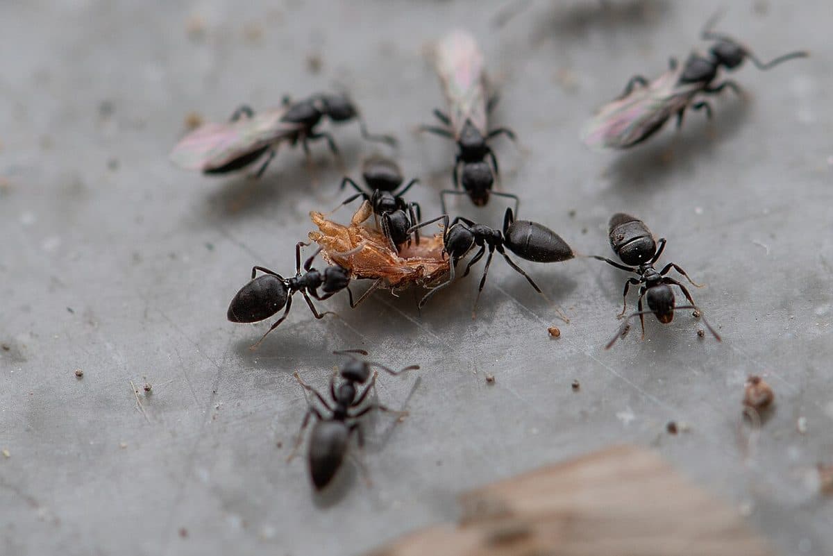 Dark white-footed ants with pale lower legs feeding in a group