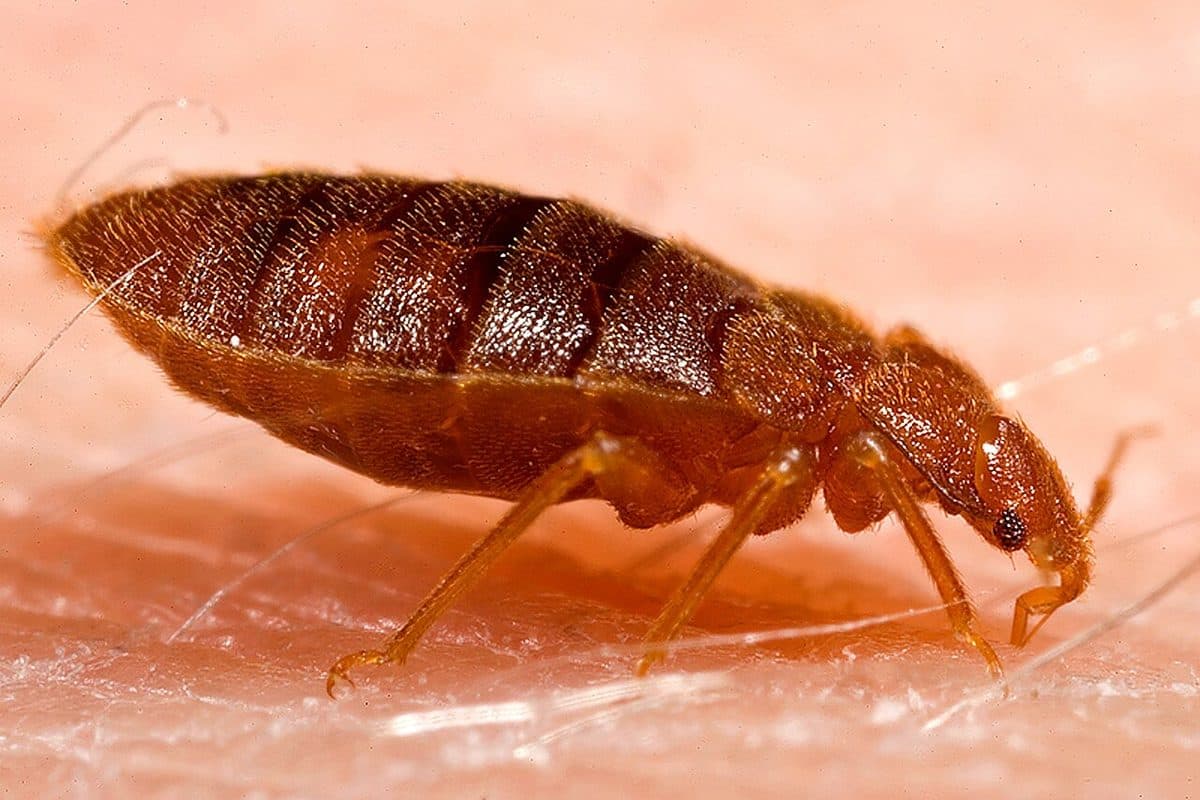 Flat, oval, reddish-brown adult bed bug (Cimex lectularius) on skin