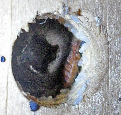 Cluster of tiny pearly-white bed bug eggs tucked in a crevice