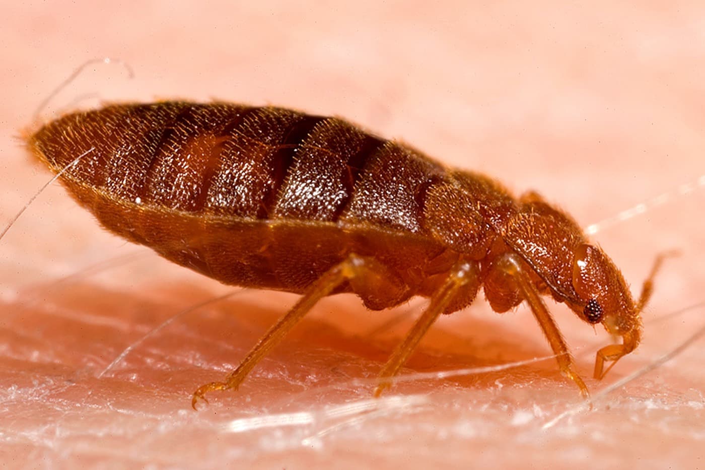 Close-up of an adult bed bug, Cimex lectularius