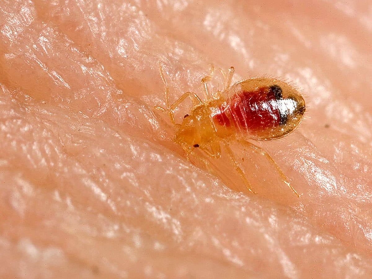 Pale, translucent young bed bug nymph with a visible blood meal