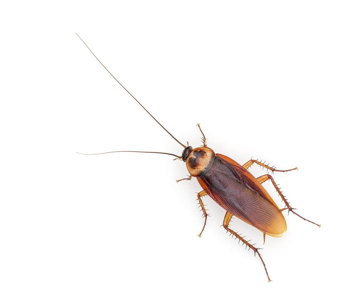 Large reddish-brown American cockroach, also called a palmetto bug