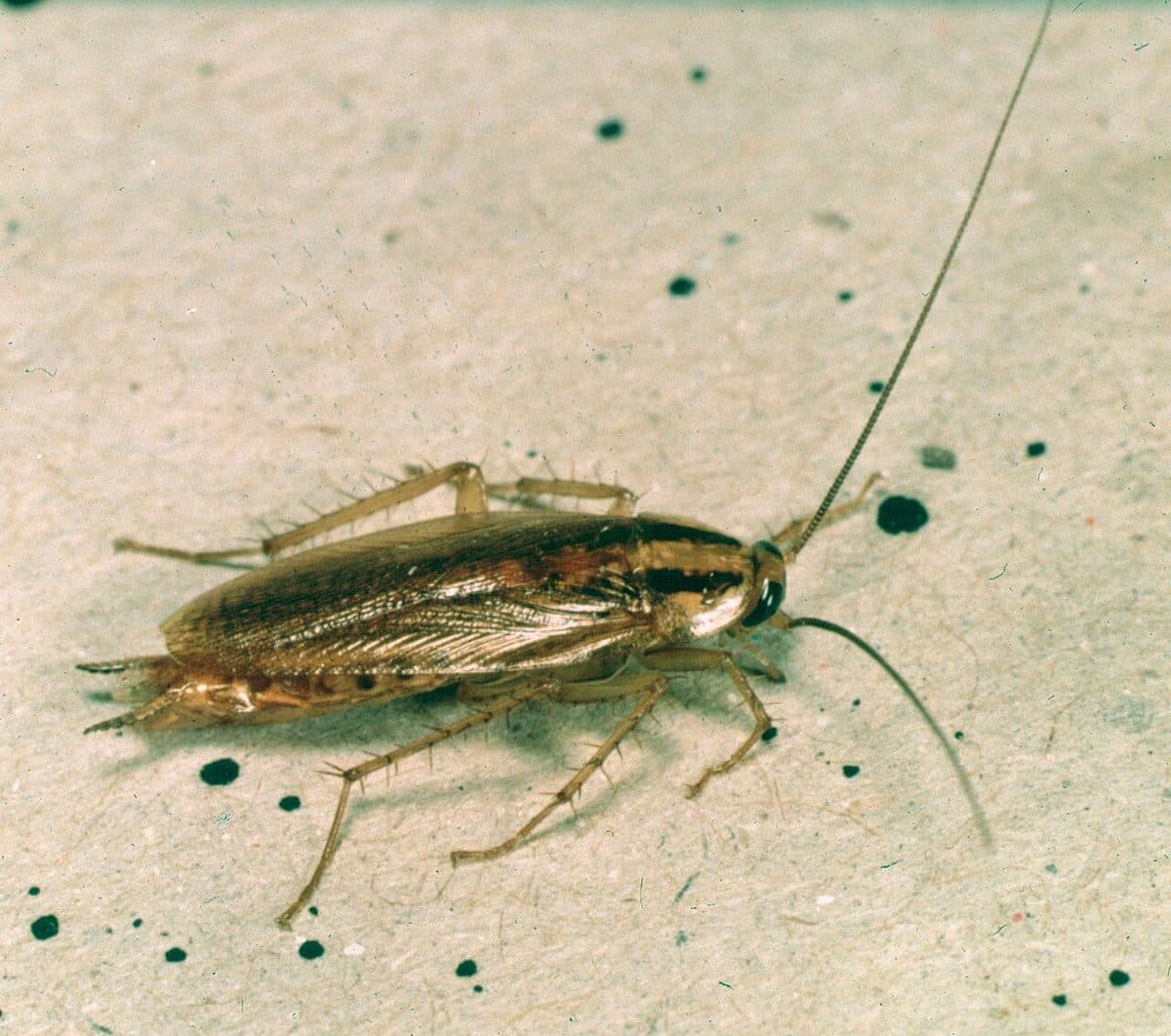 Light brown German cockroach with two dark stripes behind the head