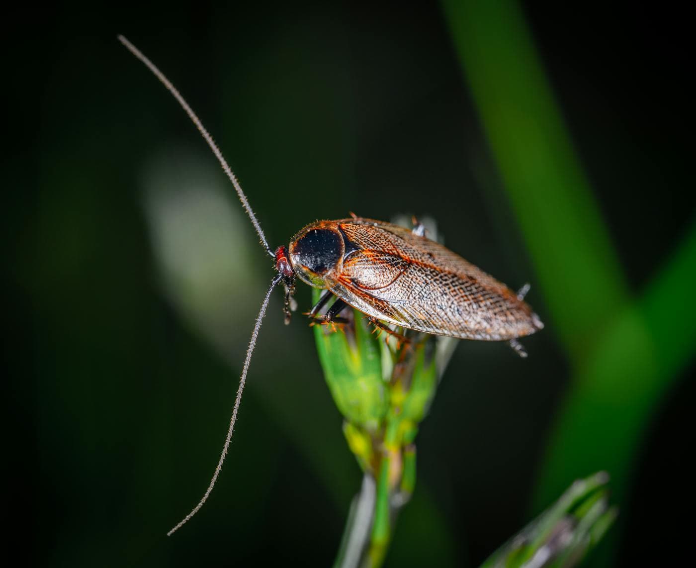 Close-up of a cockroach perched on a plant stem