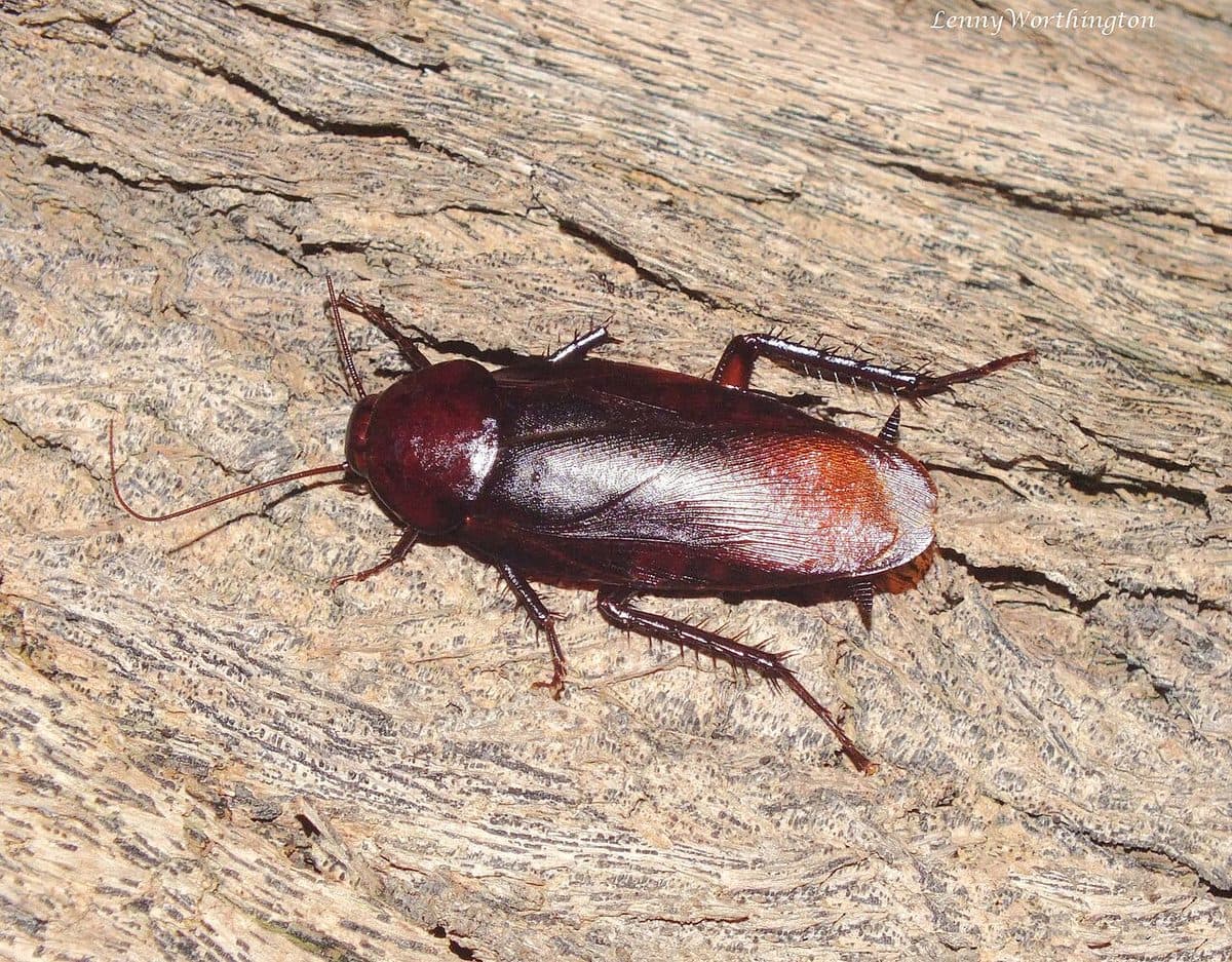 Large, dark, glossy smoky-brown cockroach on wood