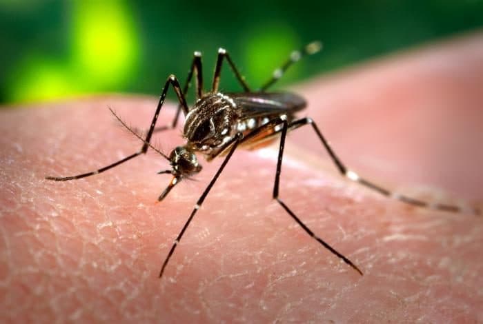 Aedes aegypti mosquito with white-banded legs, a common container breeder