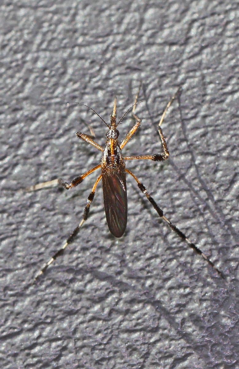 Large floodwater mosquito with boldly banded legs
