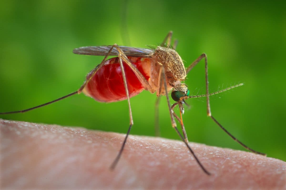 Brown Culex house mosquito feeding on skin