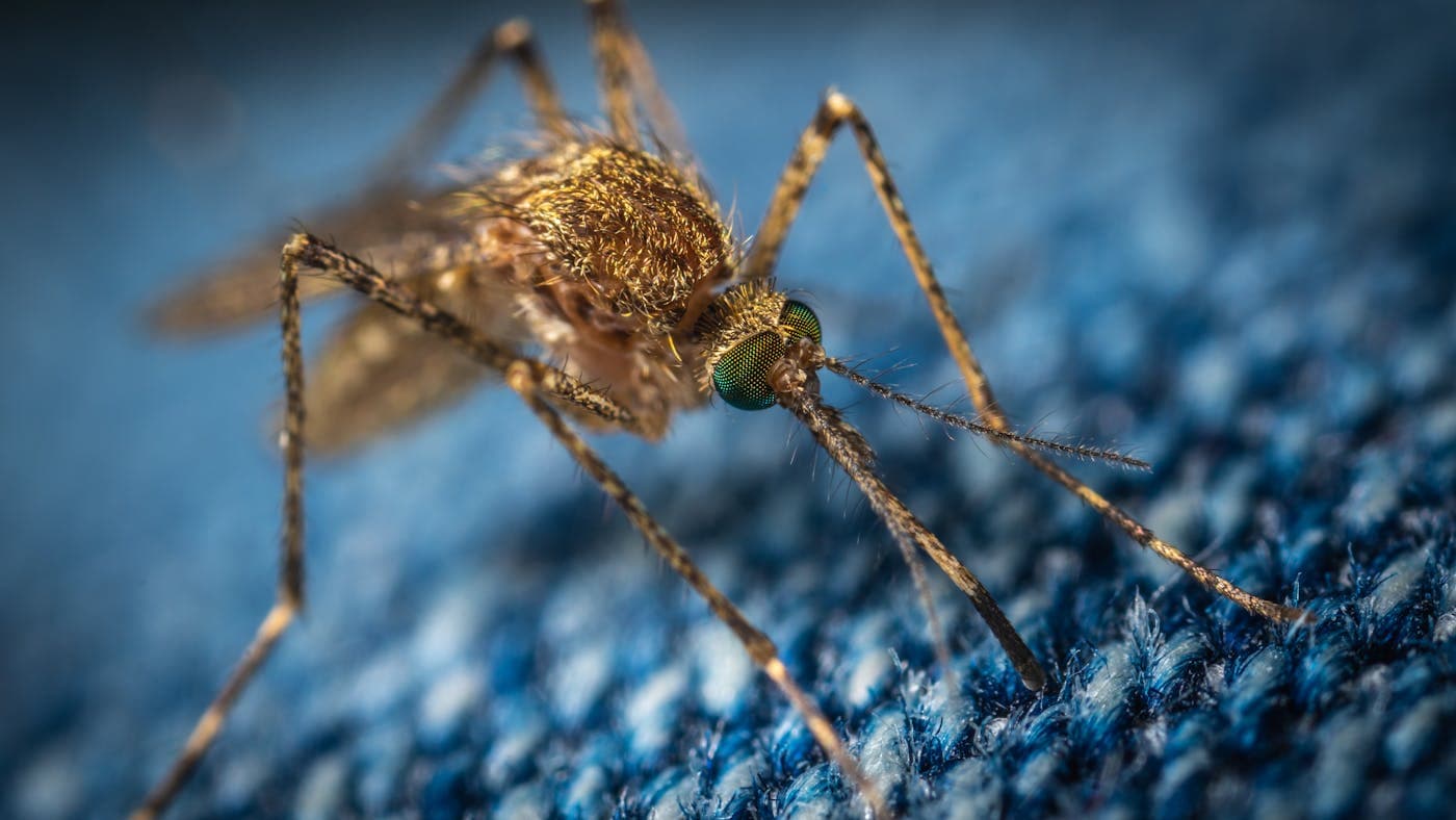 Macro close-up of a mosquito
