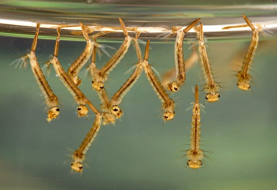 Mosquito larvae, or wigglers, hanging just below the surface of standing water