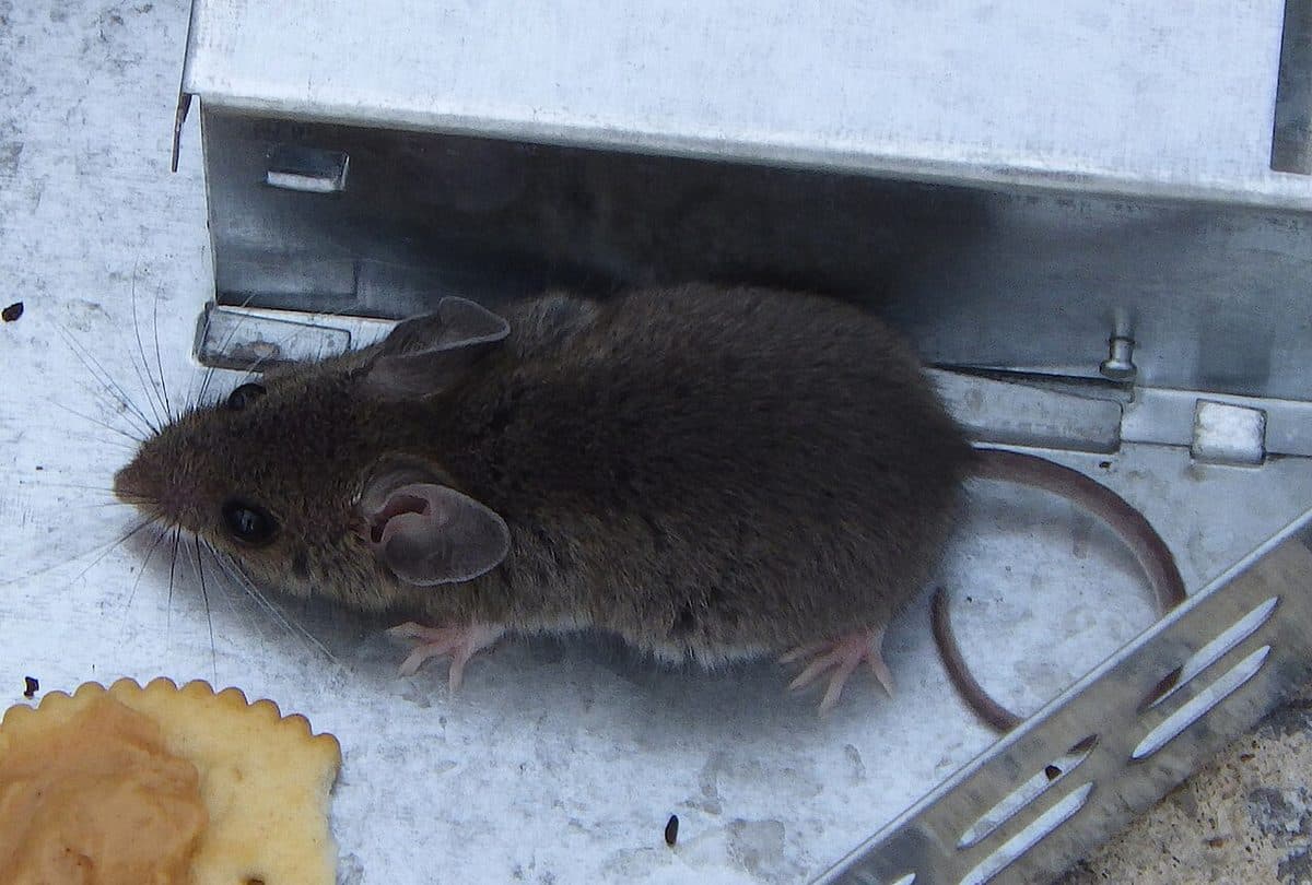Small gray-brown house mouse with relatively large ears