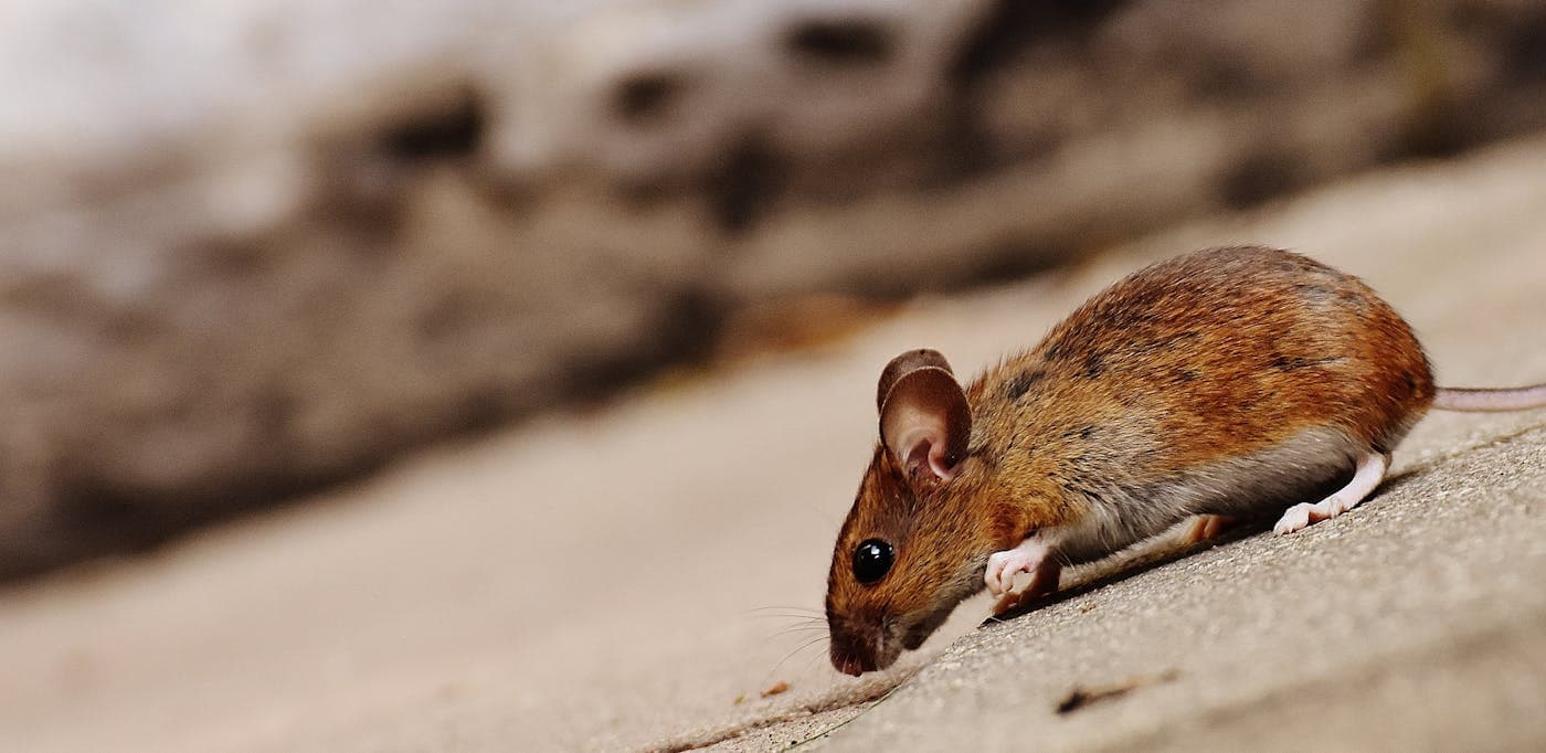 Close-up of a small brown house mouse on a wooden surface