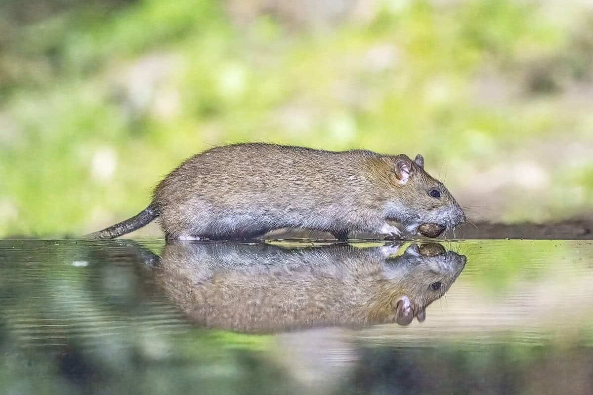 Stocky brown Norway rat with a shorter tail at ground level