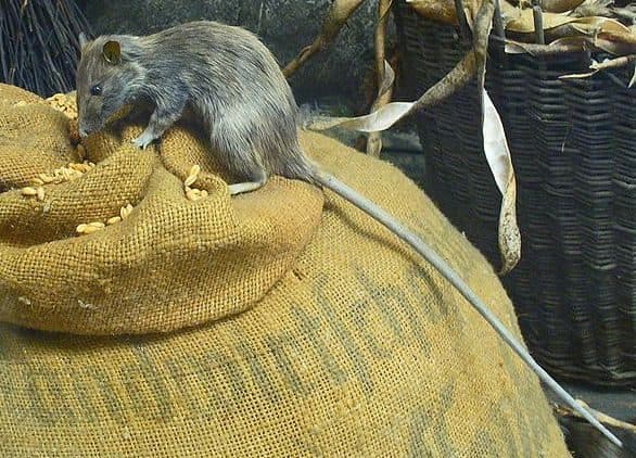 Sleek roof rat with a tail longer than its body