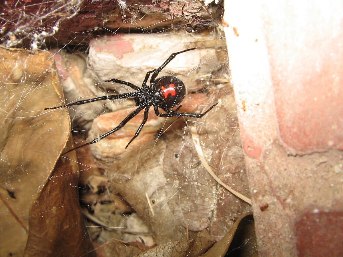 Glossy black widow spider showing the red hourglass marking on its underside
