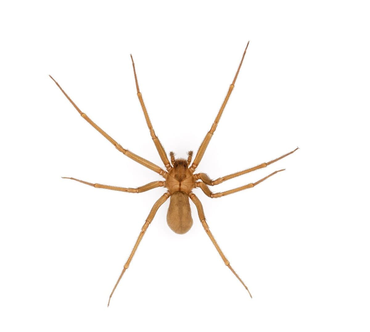 Tan brown recluse spider with a violin-shaped mark behind the head