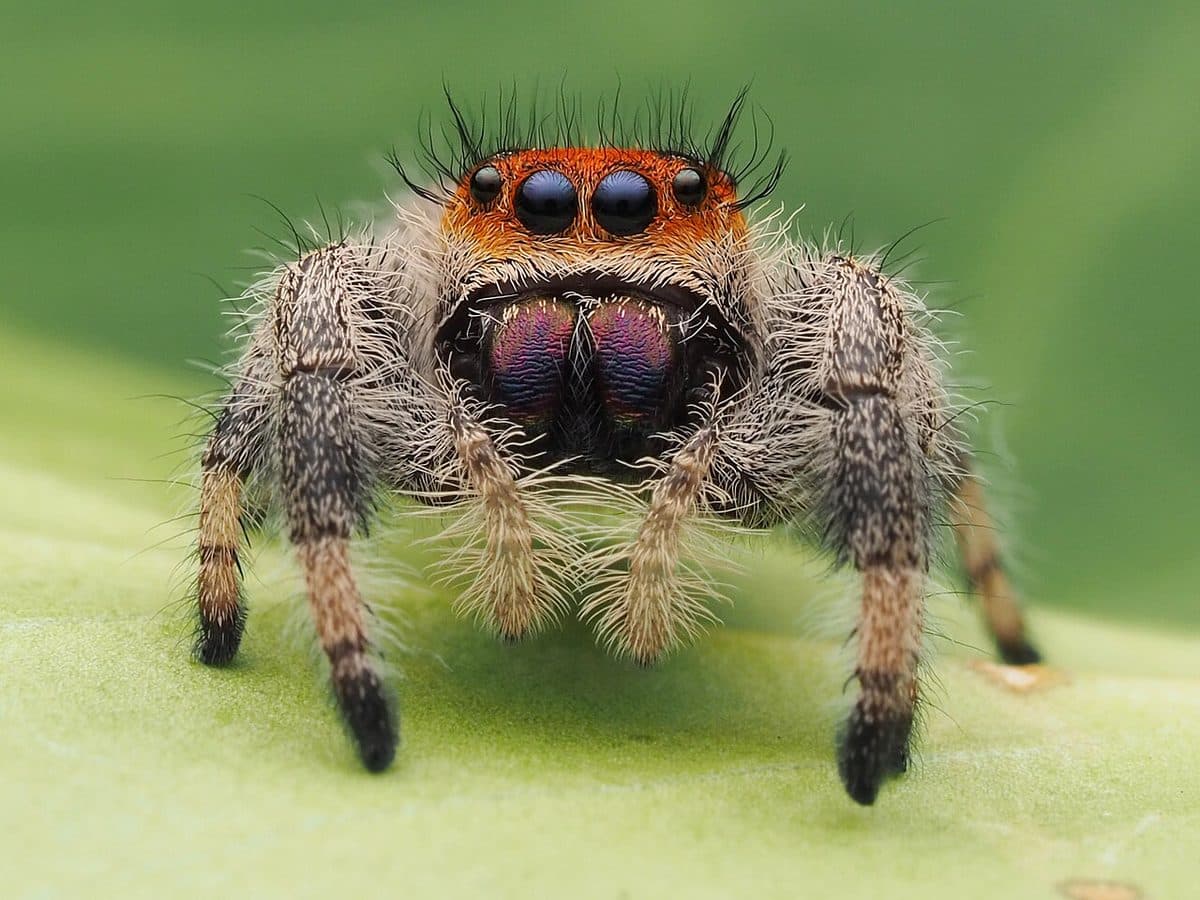 A regal jumping spider, one of the common, harmless spiders seen around yards