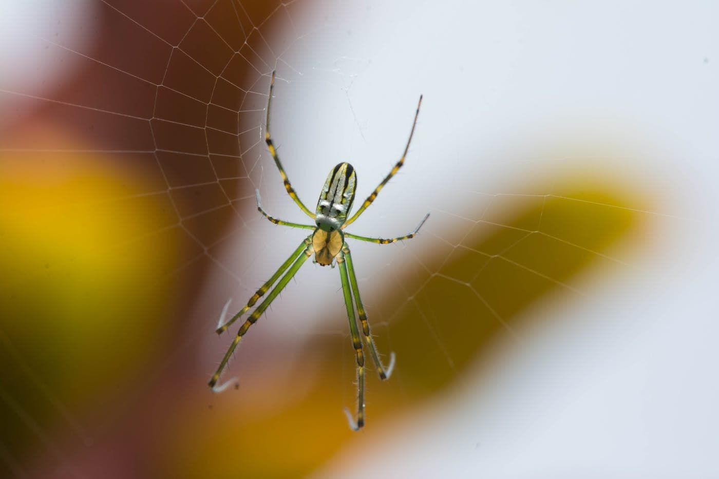 Close-up of a small orchard orb-weaver spider on its web