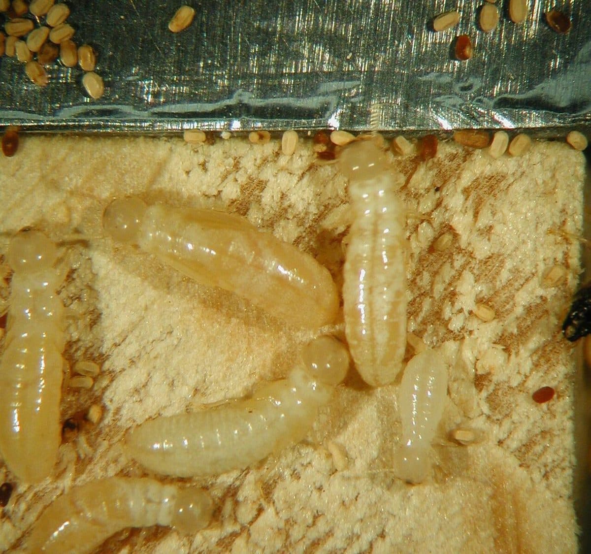 Pale drywood termites inside wood with pellet-like frass droppings