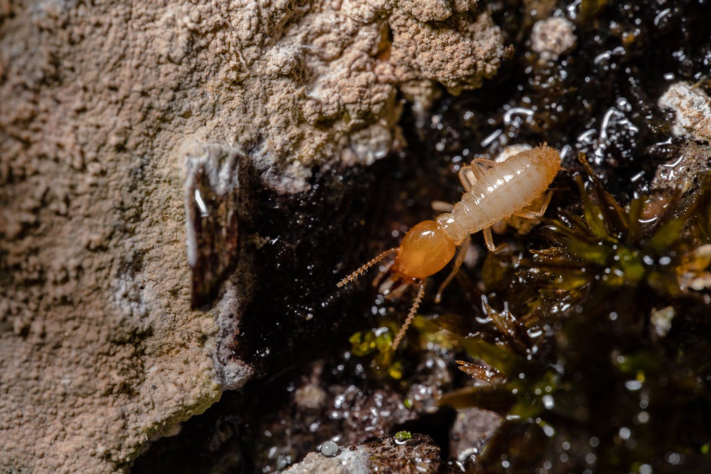 Close-up of a pale subterranean termite on damp wood
