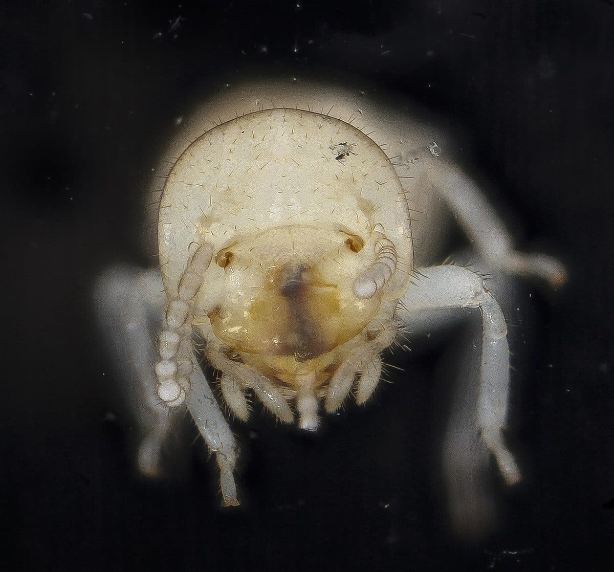 Pale, soft-bodied subterranean termite worker