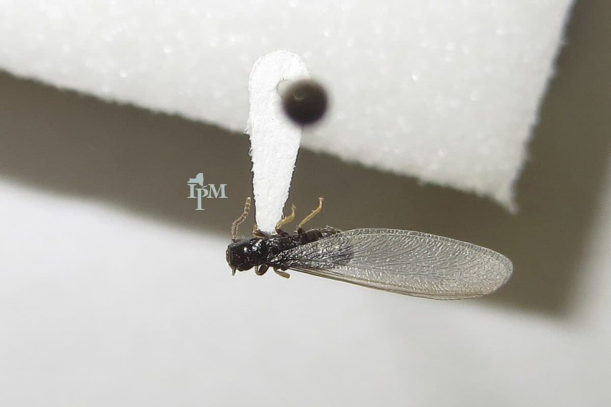 Winged termite swarmer, or alate, often mistaken for a flying ant