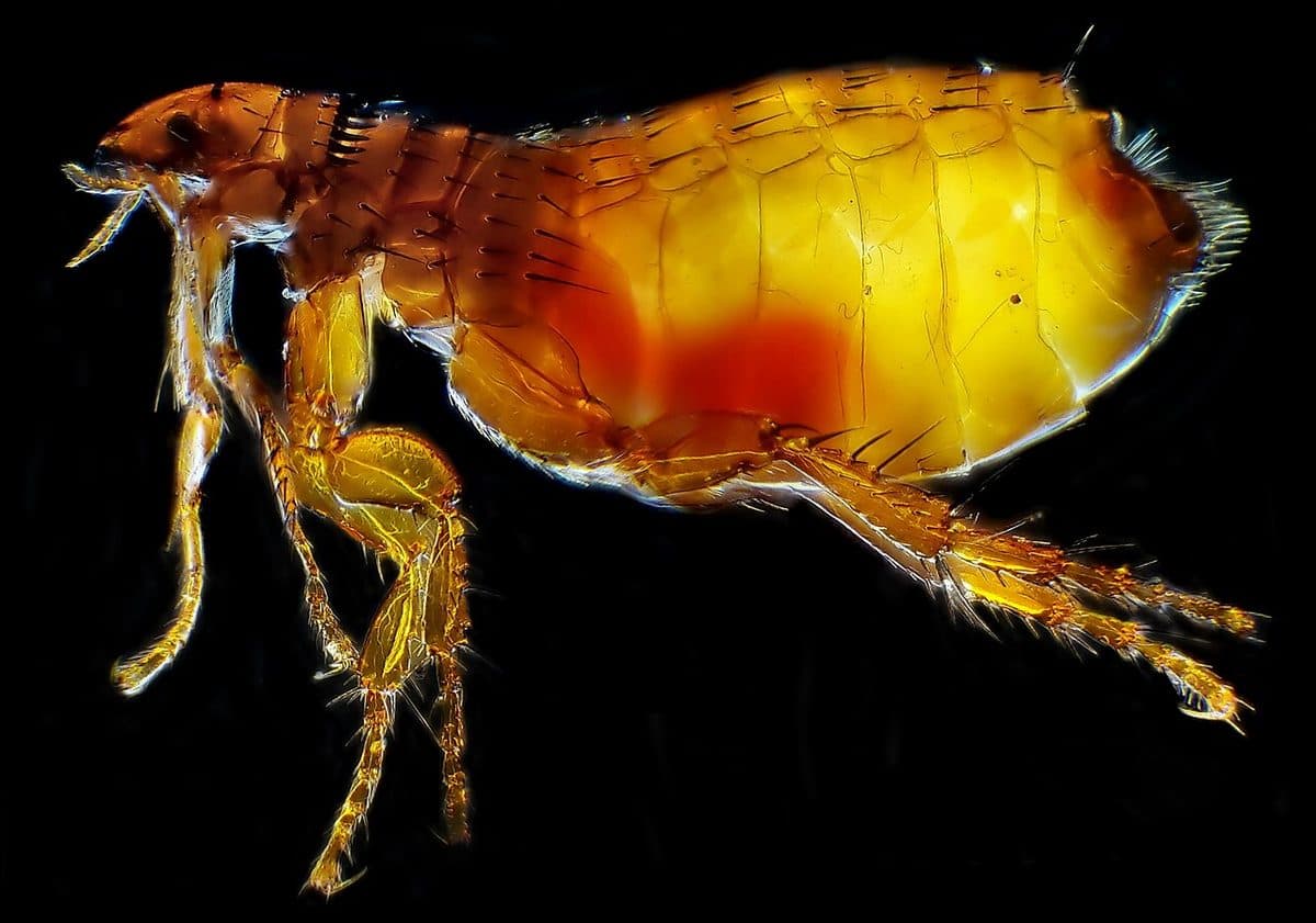 Close-up of a cat flea showing its laterally flattened body and large jumping legs