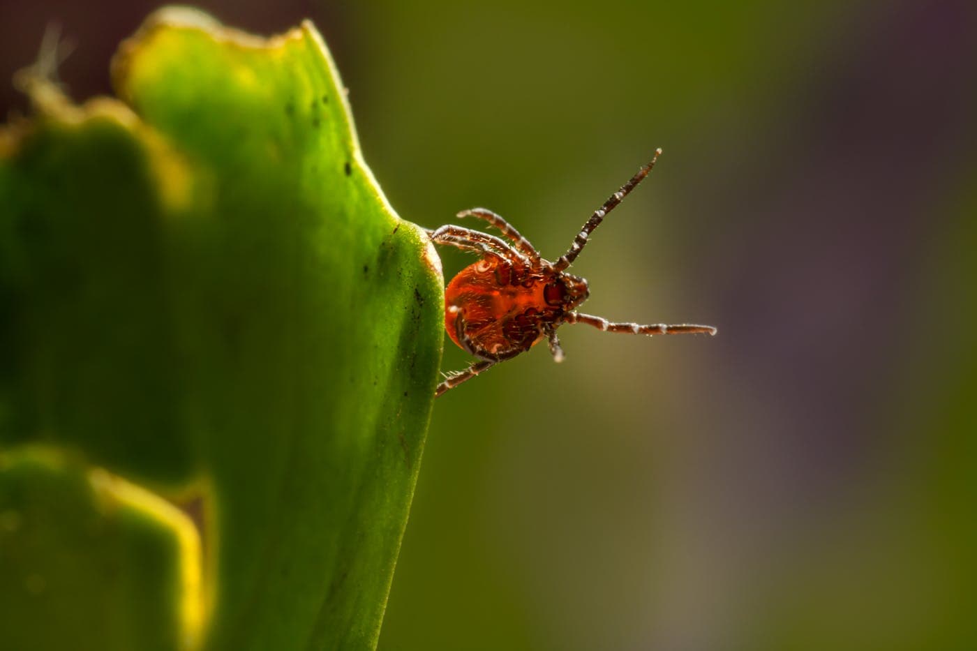Macro close-up of a tick on the edge of a leaf