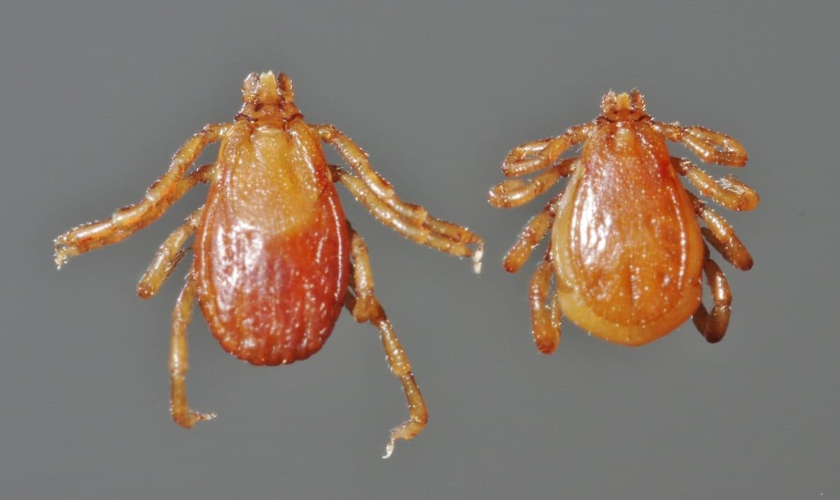 Female and male brown dog ticks (Rhipicephalus sanguineus)